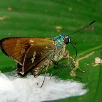 Niconiades nabona
