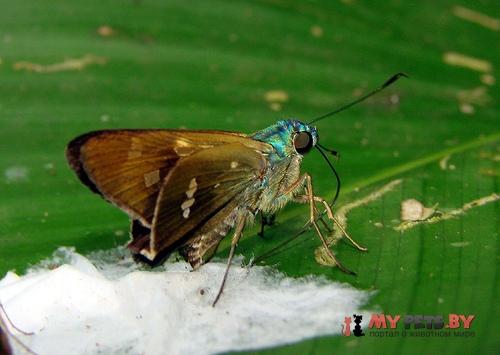 Niconiades nabona