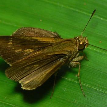 Mnasilus allubita