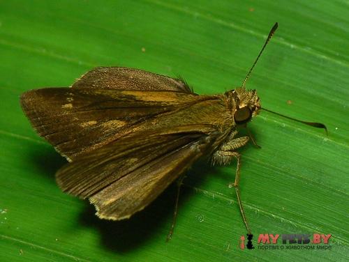 Mnasilus allubita