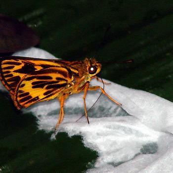 Misius misius