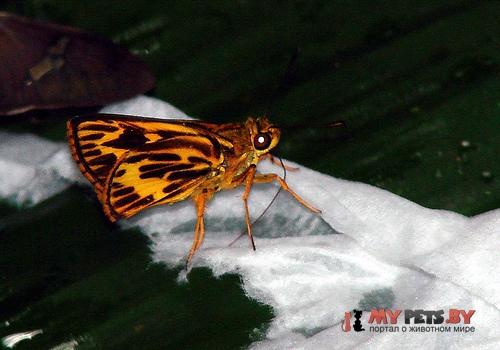 Misius misius