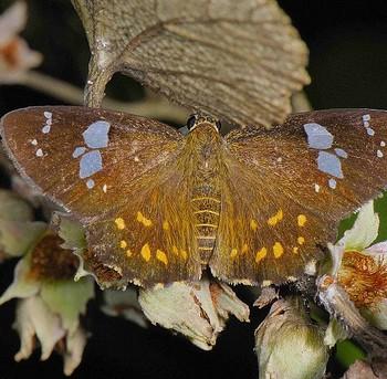 Celaenorrhinus ratna