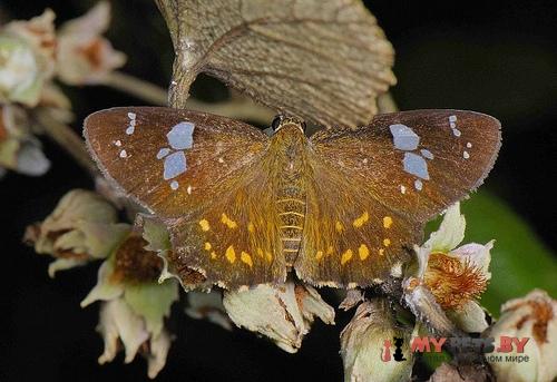 Celaenorrhinus ratna