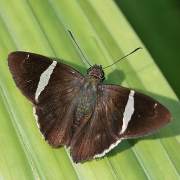 Autochton longipennis
