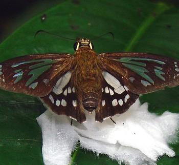 Phanus ecitonorum