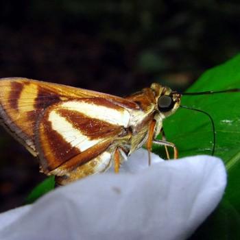 Propertius phineus