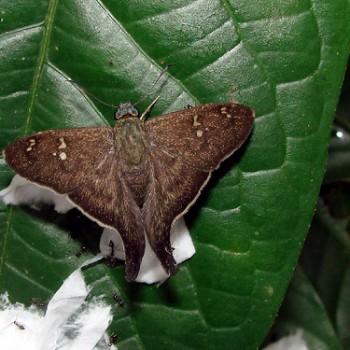 Polythrix minvanes