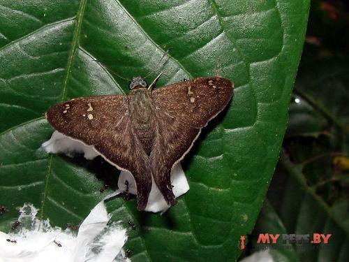 Polythrix minvanes