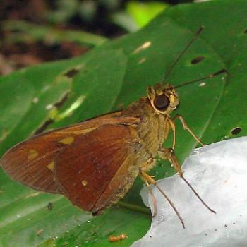 Turesis complanula