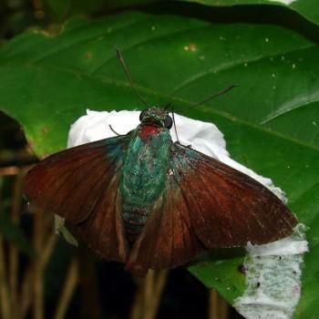 Chrysoplectrum bahiana