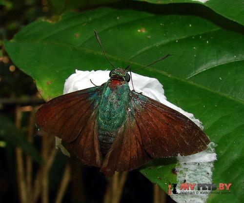 Chrysoplectrum bahiana