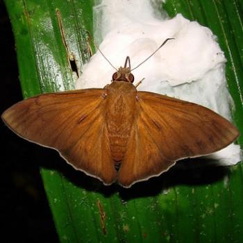 Porphyrogenes vulpecula