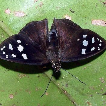 Hyalothyrus infernalis