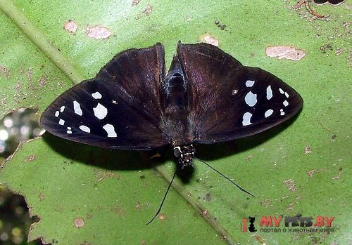 Hyalothyrus infernalis