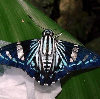 Phocides belus