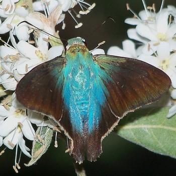 Astraptes egregius