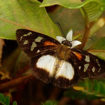 Entheus aureolus