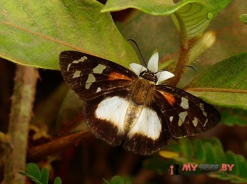 Entheus aureolus