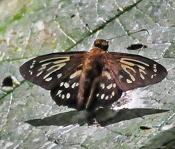Phanus obscurior