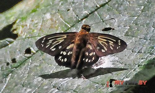 Phanus obscurior