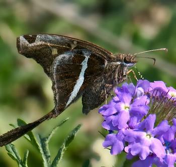 Chioides albofasciatus