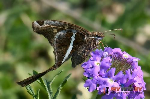 Chioides albofasciatus
