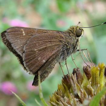 Pompeius verna