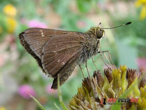 Pompeius verna