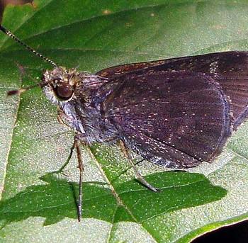 Mnasitheus nitra