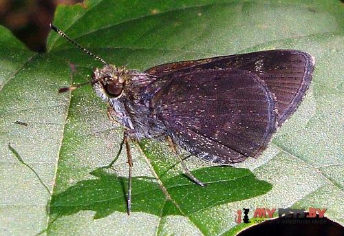 Mnasitheus nitra