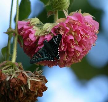 Phocides urania