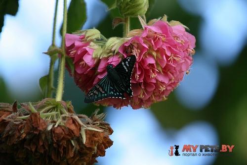 Phocides urania
