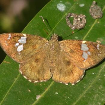 Celaenorrhinus ruficornis