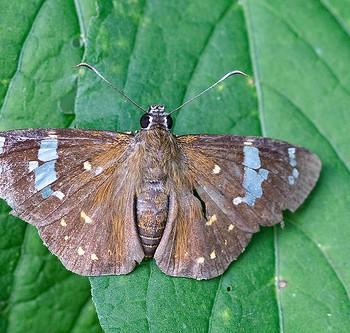 Celaenorrhinus leucocera