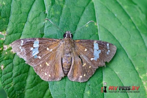 Celaenorrhinus leucocera