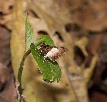 Remella remus