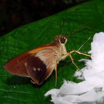 Saliana antoninus