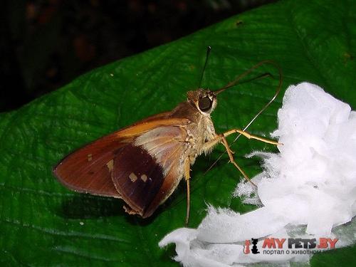 Saliana antoninus