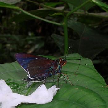 Thracides nanea