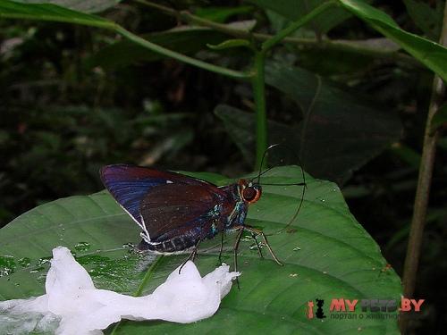 Thracides nanea