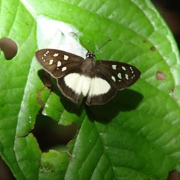 Hyalothyrus neleus