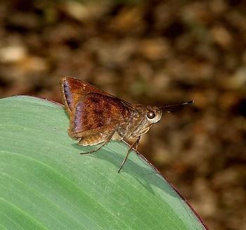 Poanes inimica