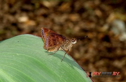 Poanes inimica