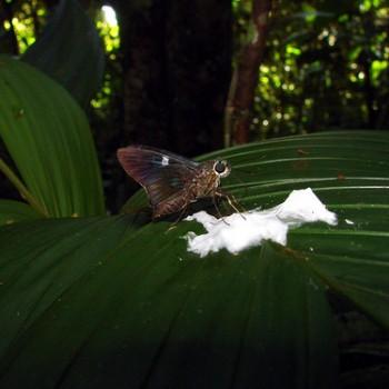 Neoxeniades cincia