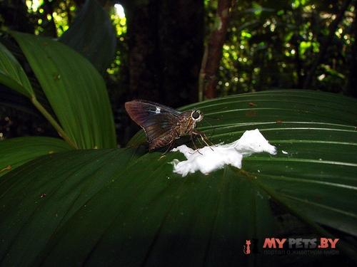Neoxeniades cincia