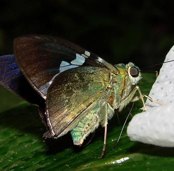 Astraptes apastus