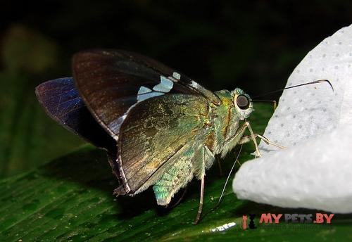 Astraptes apastus