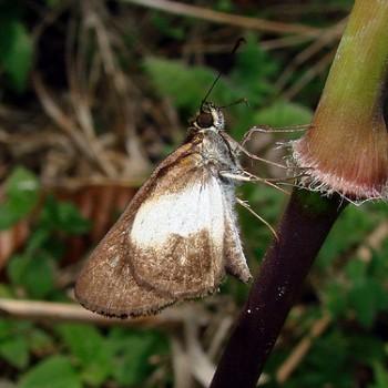 Vettius jabesa