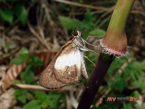 Vettius jabesa